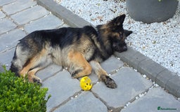 German Shepherd dogs for sale: 11 Cute German Shepherds!  - Image 13