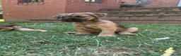 Border Terrier dogs for sale: KC Border Terriers  in Doncaster - Advert 9
