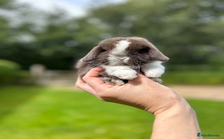 Mini Lop rabbits - Advert 1