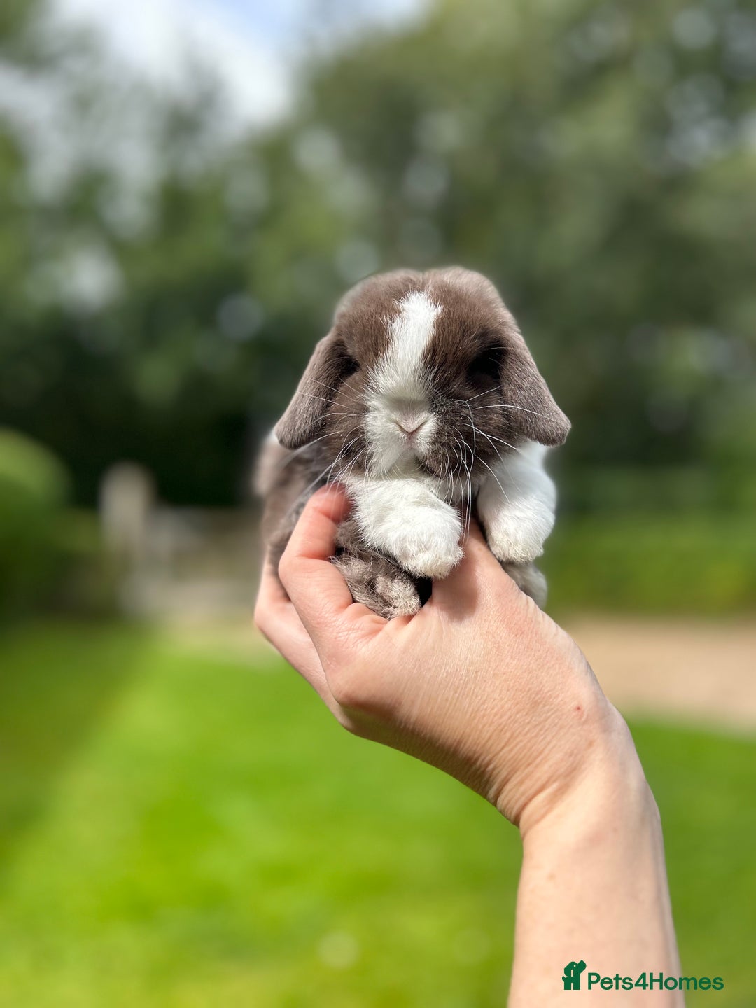 Mini Lop rabbits for sale: ⭐️ FRIENDLY PUREBRED MINI LOP BUNNIES ⭐️ - Image 1