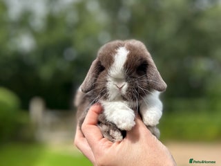 Mini Lop rabbits - Advert 5