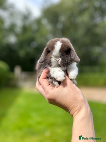 Mini Lop rabbits - Advert 8