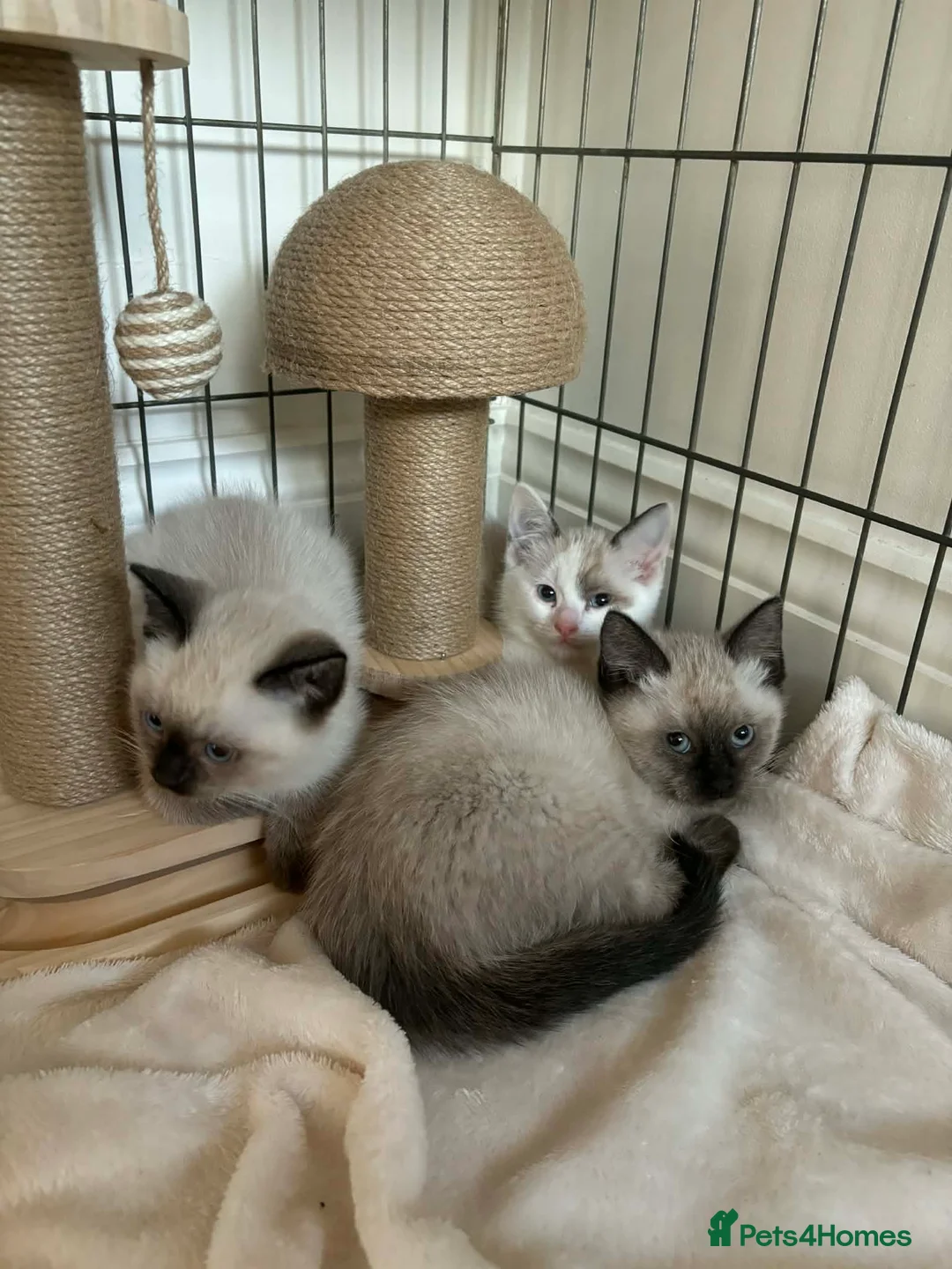 Ragdoll cats for sale: 3 beautiful ragdoll x kittens READY NOW - Advert 1