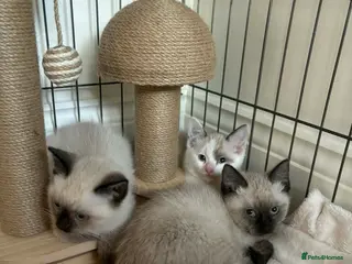 Ragdoll cats 3 beautiful ragdoll x kittens READY NOW - Advert 1