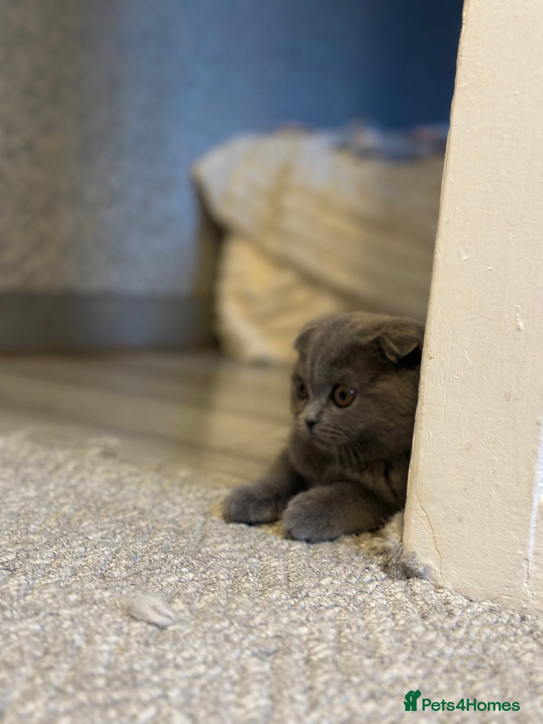 Scottish Fold cats for sale: Gorgeous fluffy Scottish fold available - Image 2