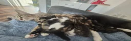 Mixed Breed cats for sale: Bengal Cross Kittens Ready for a Loving Home in Doncaster - Advert 16