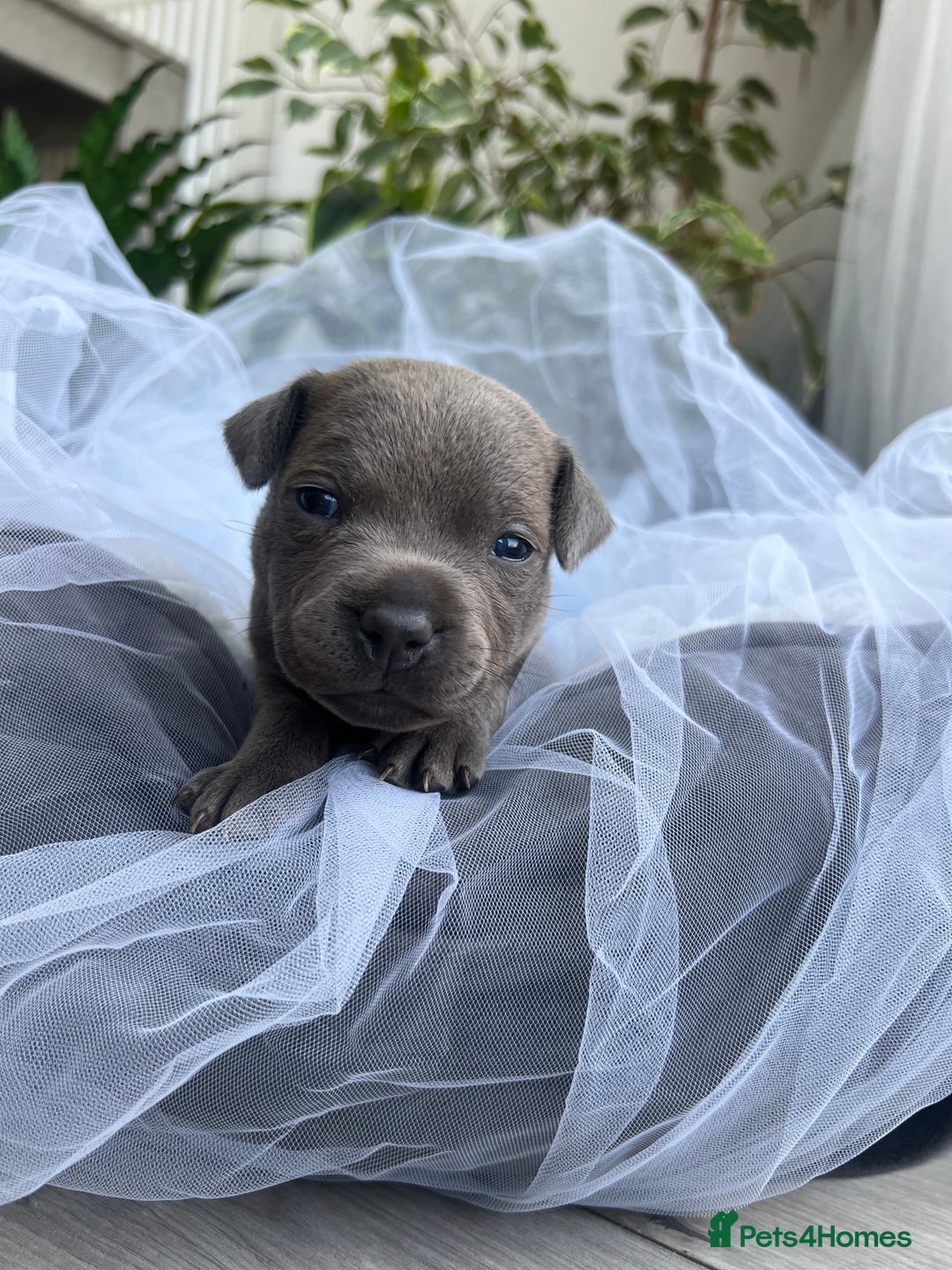Staffordshire Bull Terrier dogs for sale: 🔷 Pharaon Champion Line Pups 🔷 in Wolverhampton - Image 28