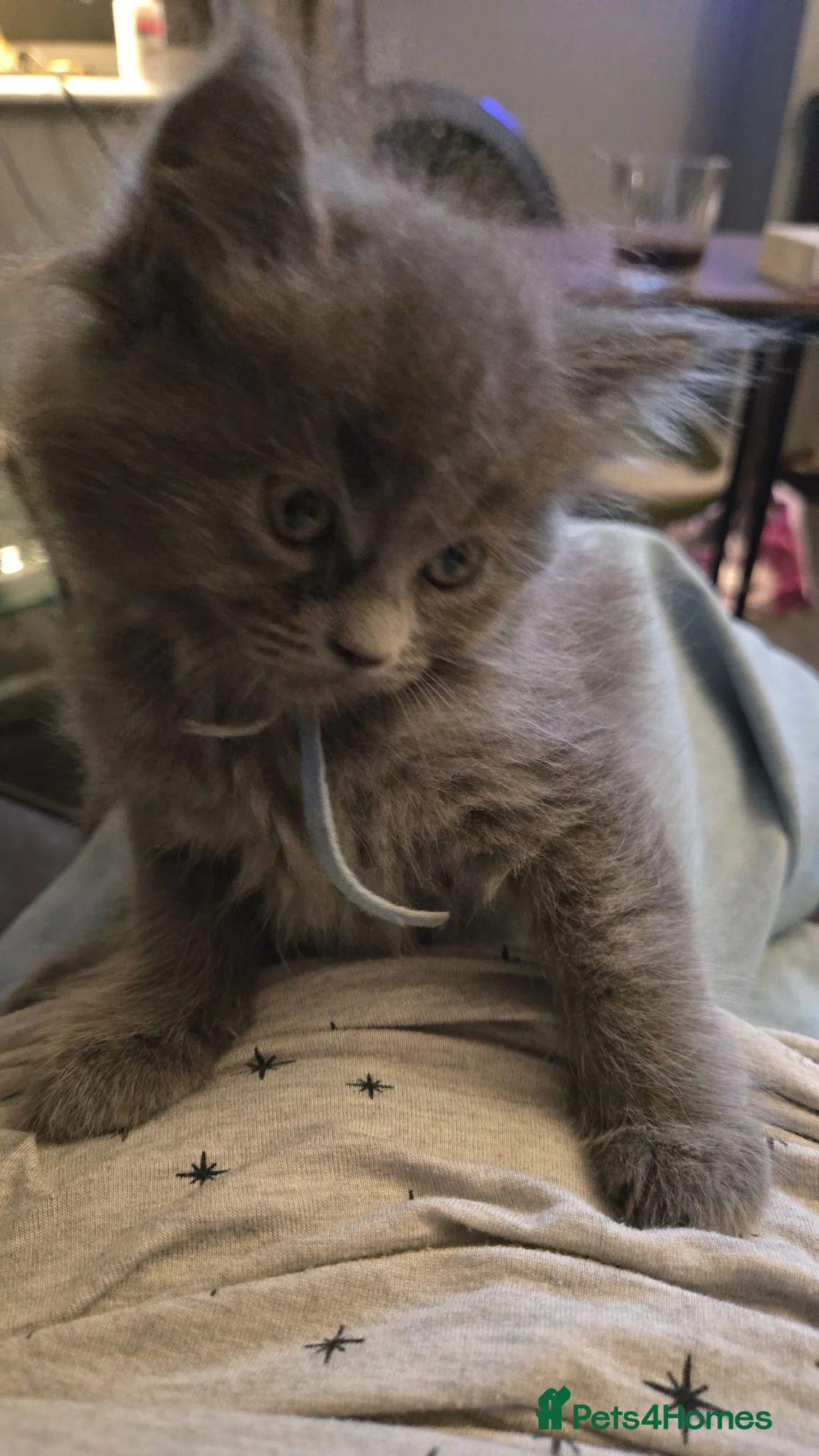 Maine Coon cats for sale: Last blue boy remaining - Advert 2