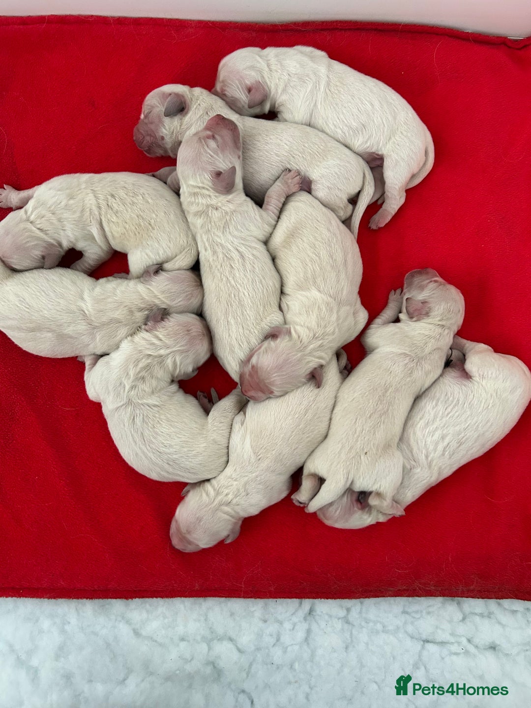 Golden Retriever dogs for sale: 1 Gorgeous Boy Available  - Image 8