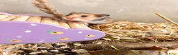 Hamster rodents for sale: Syrian hamster babies in Andover - Advert 14