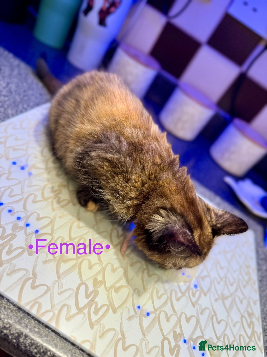 Mixed Breed cats for sale: Beautiful kittens for sale ~ 4 ginger, 1 tortie - Image 7
