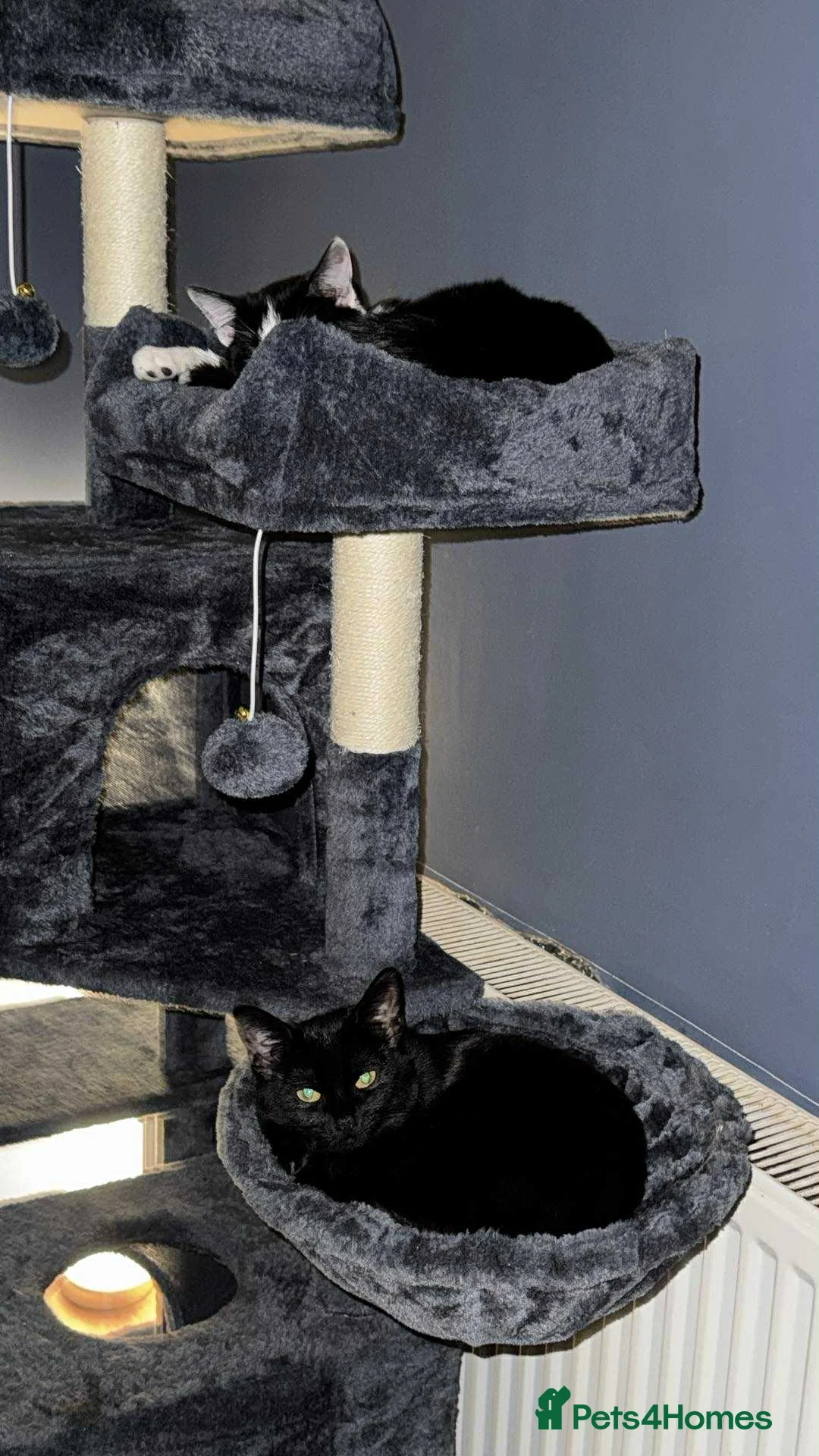 Mixed Breed cats for sale: Eve (black cat) - Advert 2