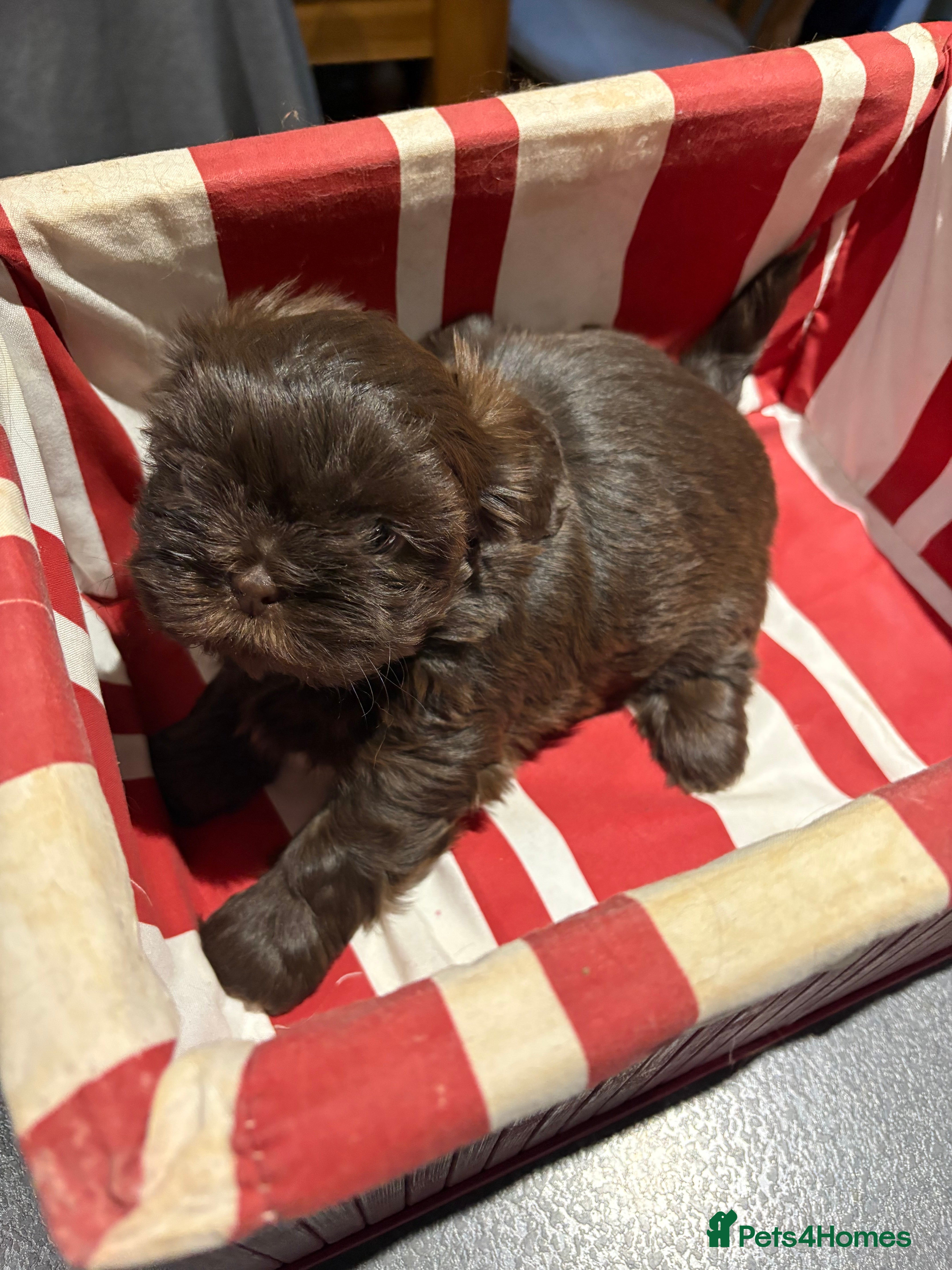 Shih Tzu dogs Karashishi shih tzu - Advert 9