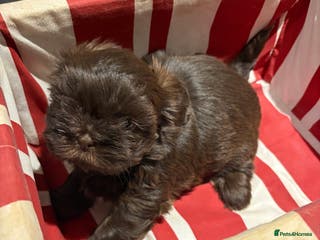 Shih Tzu dogs Karashishi shih tzu - Advert 9