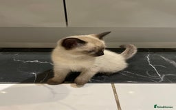 Mixed Breed cats for sale: Little siamese looking girl  - Image 7