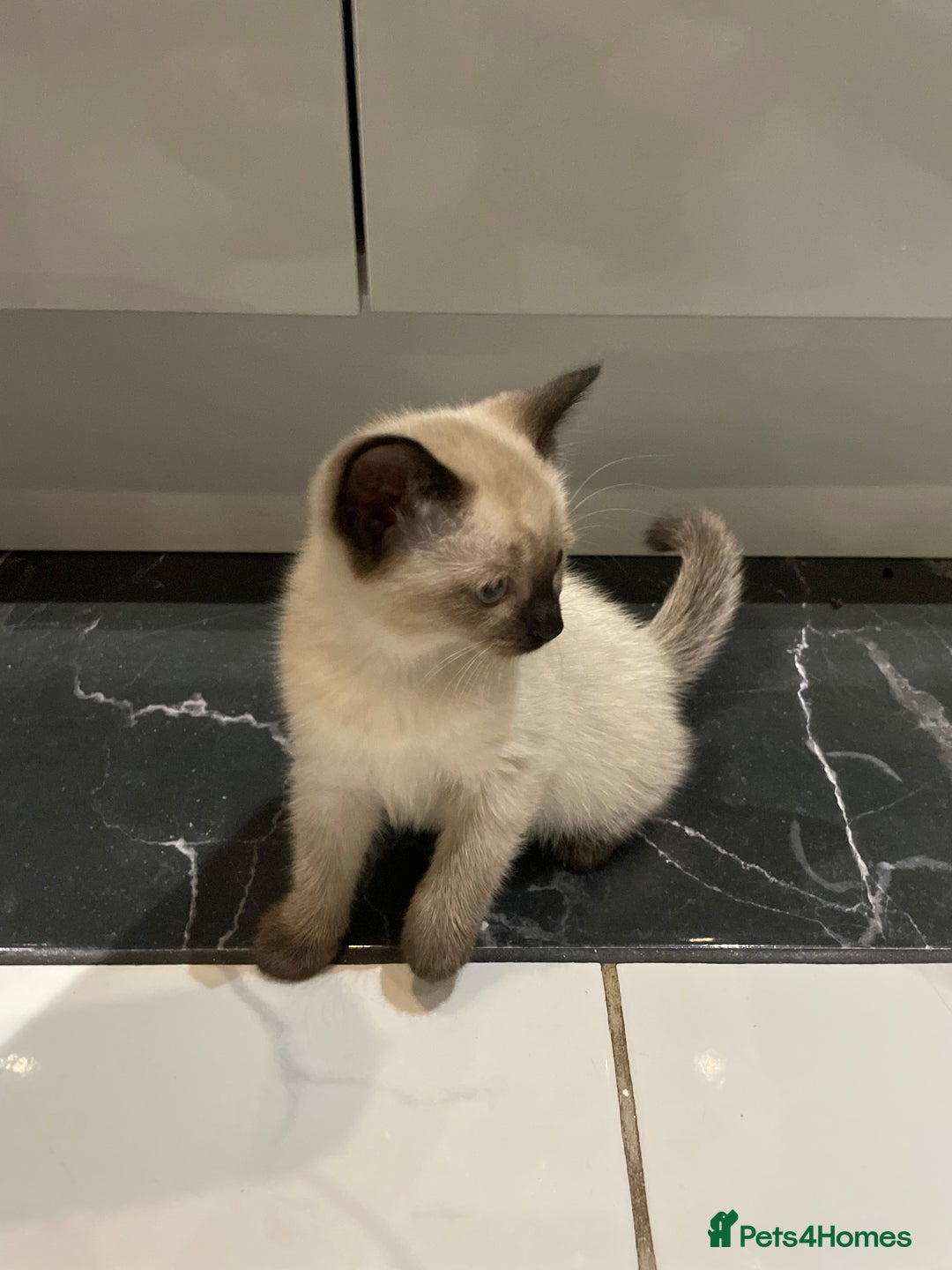 Mixed Breed cats for sale: Little siamese looking girl  - Image 7