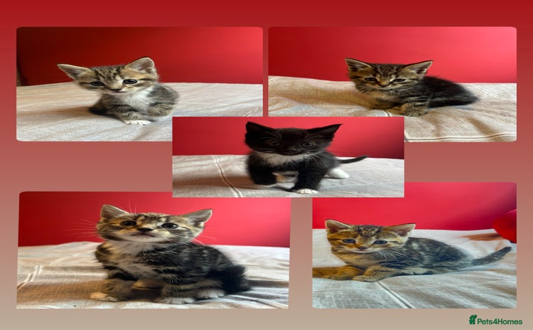 Domestic Shorthair cats - Advert 13
