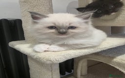 Ragdoll cats for sale: Ragdol mix 4 girls 1 boy - Image 2