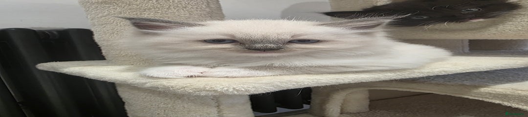 Ragdoll Kitten 2