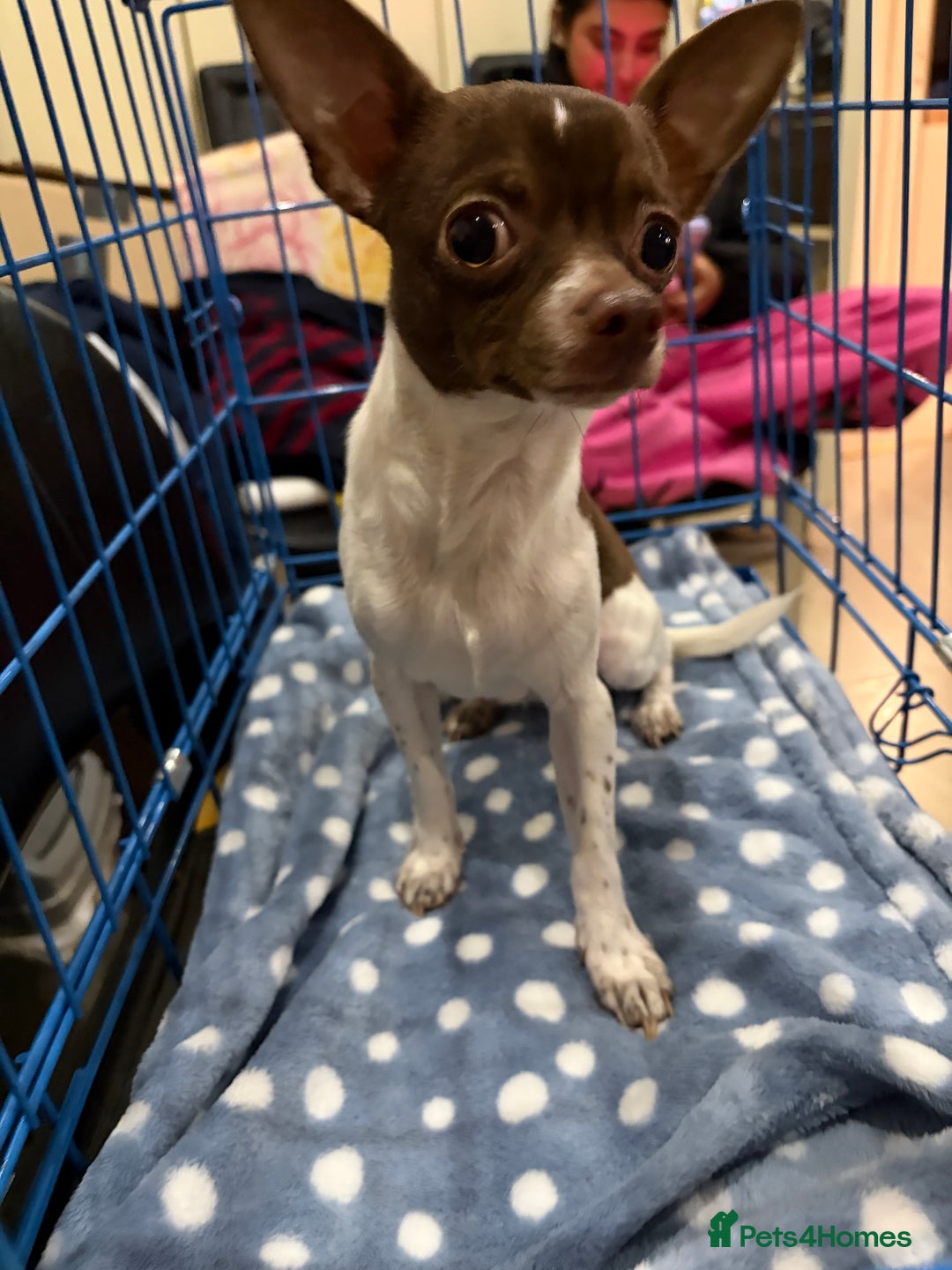 Chihuahua dogs for sale: Pure Breed Chihuahua male - Advert 10