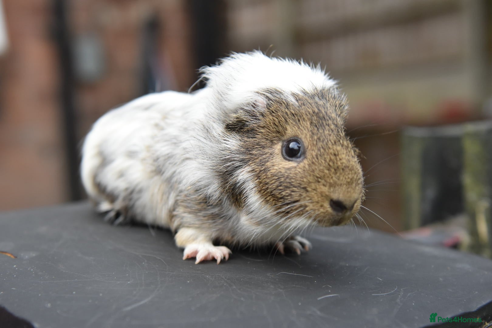 Guinea Pig rodents Guinea Pigs Looking For New Homes - Advert 2