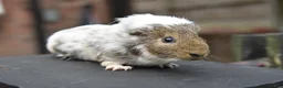 Guinea Pig rodents for sale: Baby Guinea Pigs Looking For New Homes - Advert 22