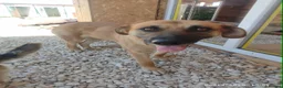 Mixed Breed dogs for adoption: Daisey 6 year’s Macedonian rescue  - Advert 7