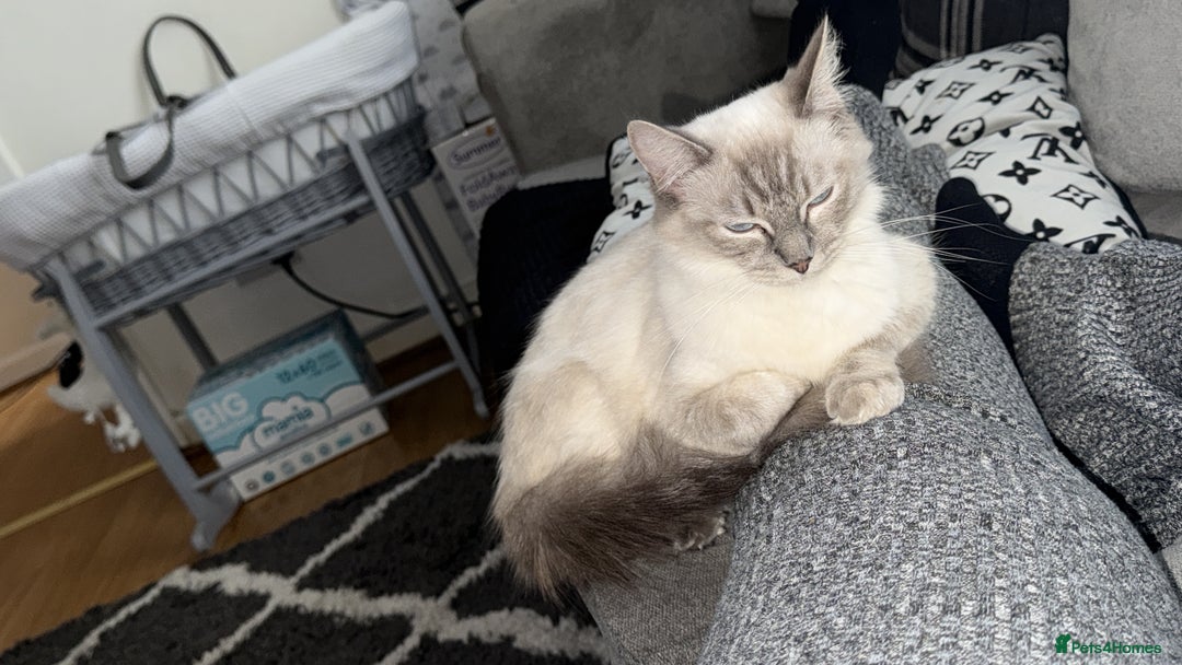 Mixed Breed cats for sale: Stunning grey and white mix boy - Image 7