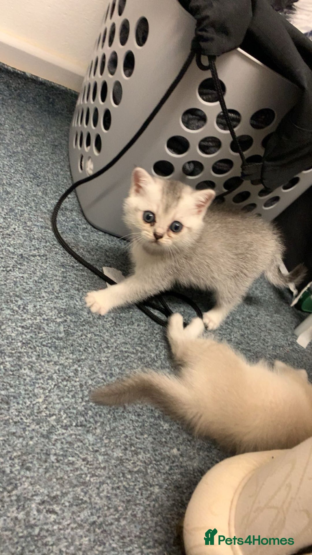 British Shorthair cats for sale: got 3 kittens for sale - Advert 6