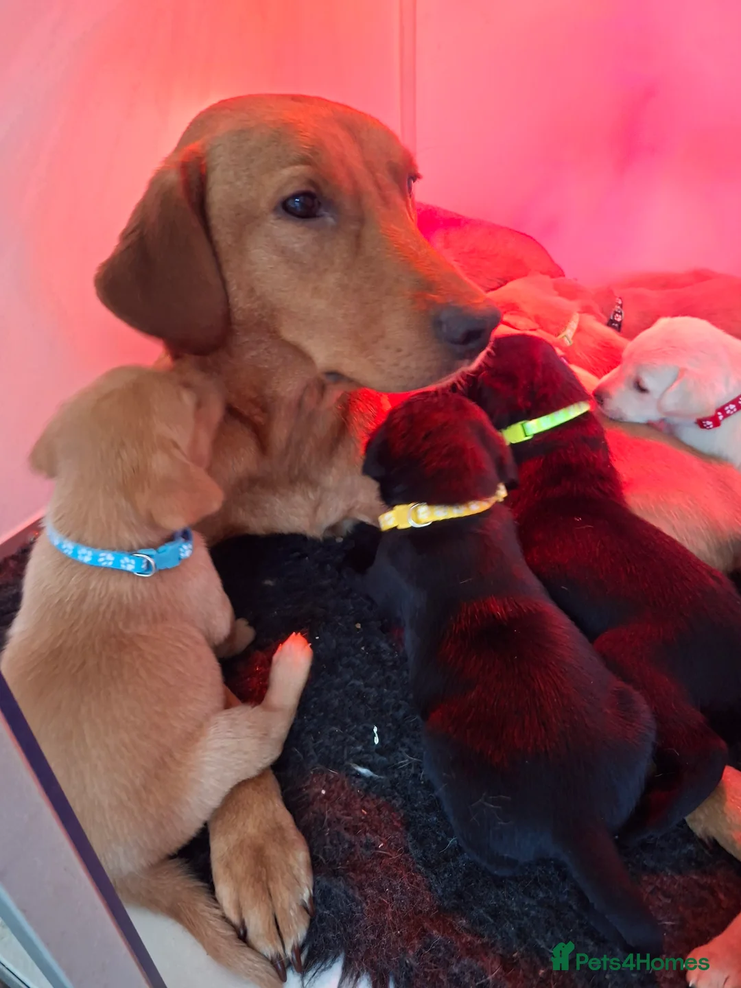 Labrador Retriever dogs for sale: Labrador Retriever litter - Advert 13