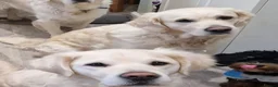 Golden Retriever dogs for sale: Stunning Cream KC registered Golden Retrievers  - Advert 25