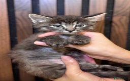 Ragdoll cats for sale: 🌙 Grey Ghost Kittens🎃 – Ragdoll × Tabby 🐾 - Image 4