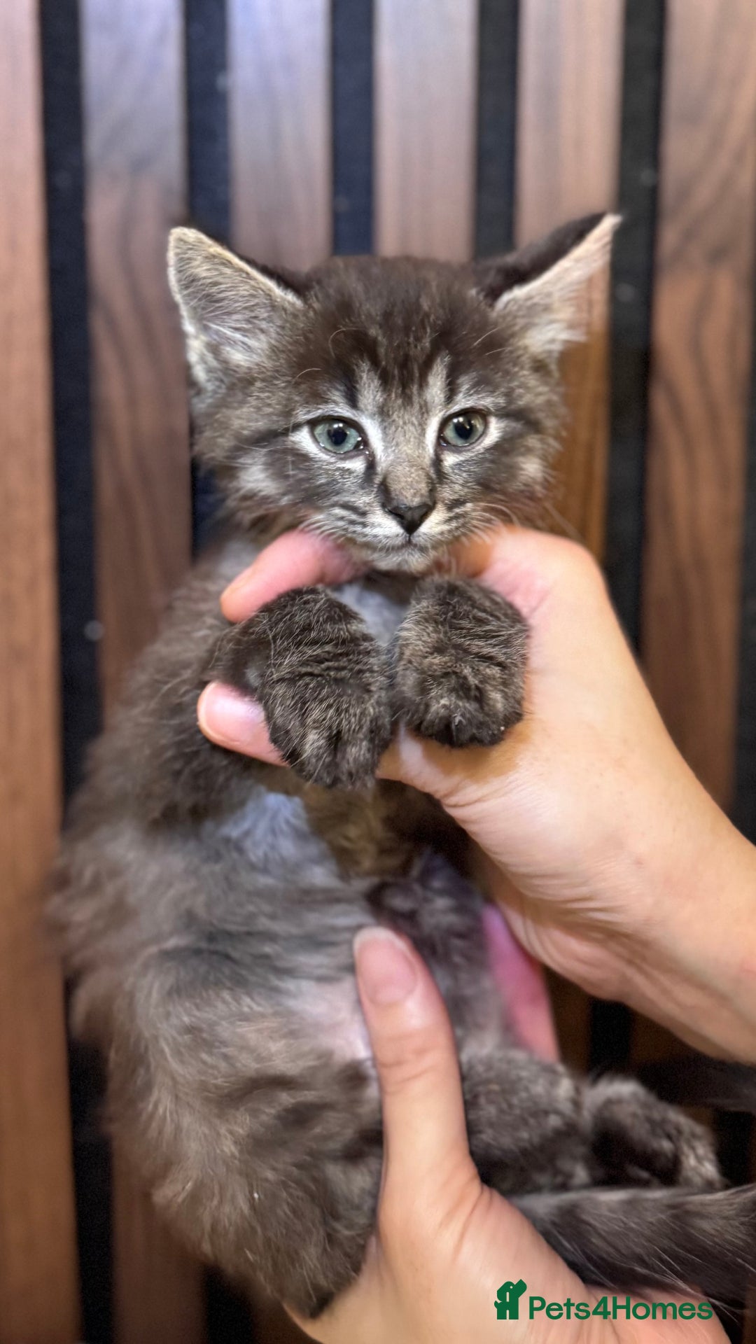 Ragdoll cats for sale: 🌙 Grey Ghost Kittens🎃 – Ragdoll × Tabby 🐾 - Image 4