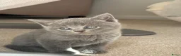 British Shorthair cats for sale: British short hair kittens  - Advert 3