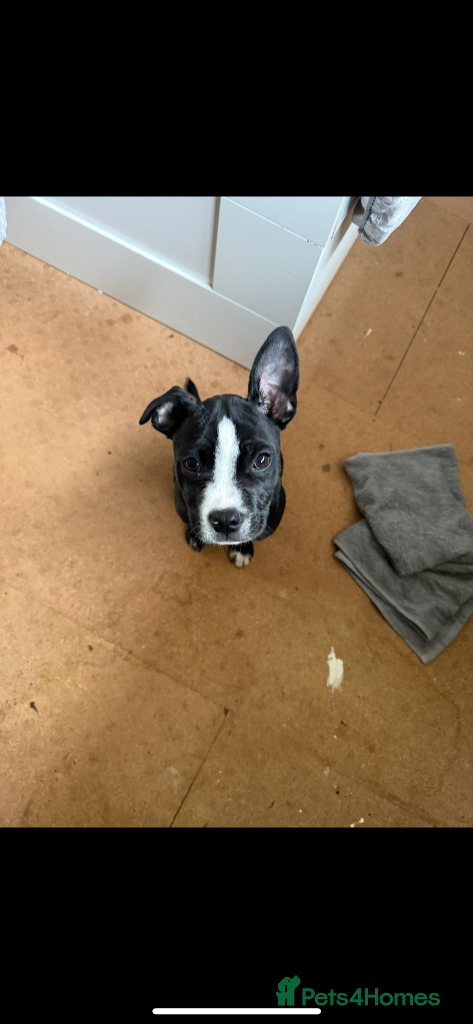 Mixed Breed dogs Baby bing - Advert 2