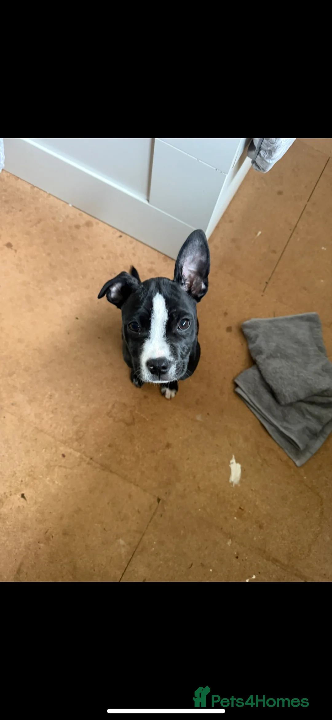 Mixed Breed dogs for sale: Baby bing in Hereford - Advert 1