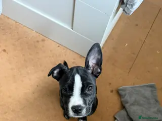 Mixed Breed dogs Baby bing - Advert 1