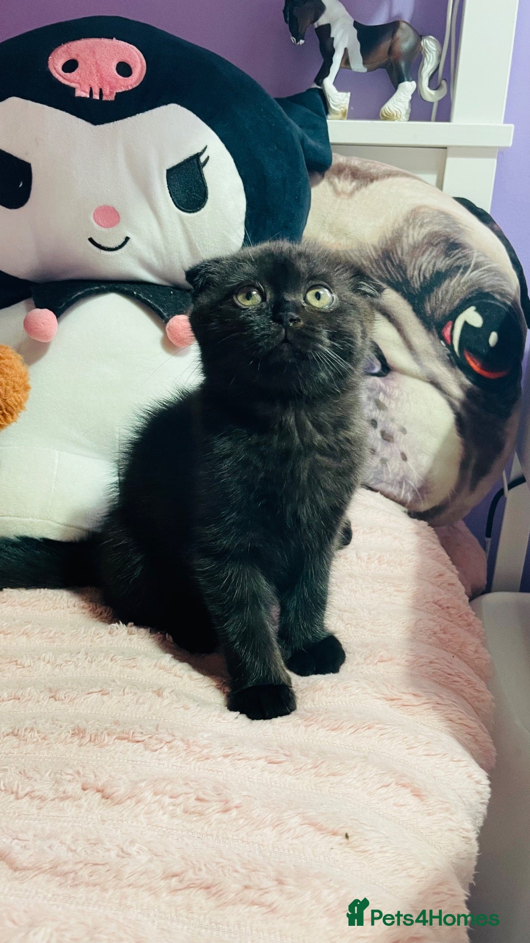 Scottish Fold cats Beautiful Scottish fold/straight kittens - Advert 7