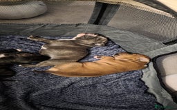 Staffordshire Bull Terrier dogs for sale: 3 Beautiful little staff boys - Image 5