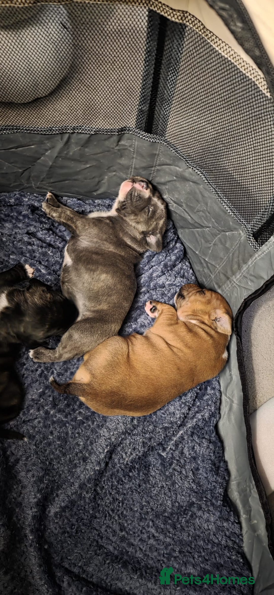 Staffordshire Bull Terrier dogs for sale: 3 Beautiful little staff boys - Image 5