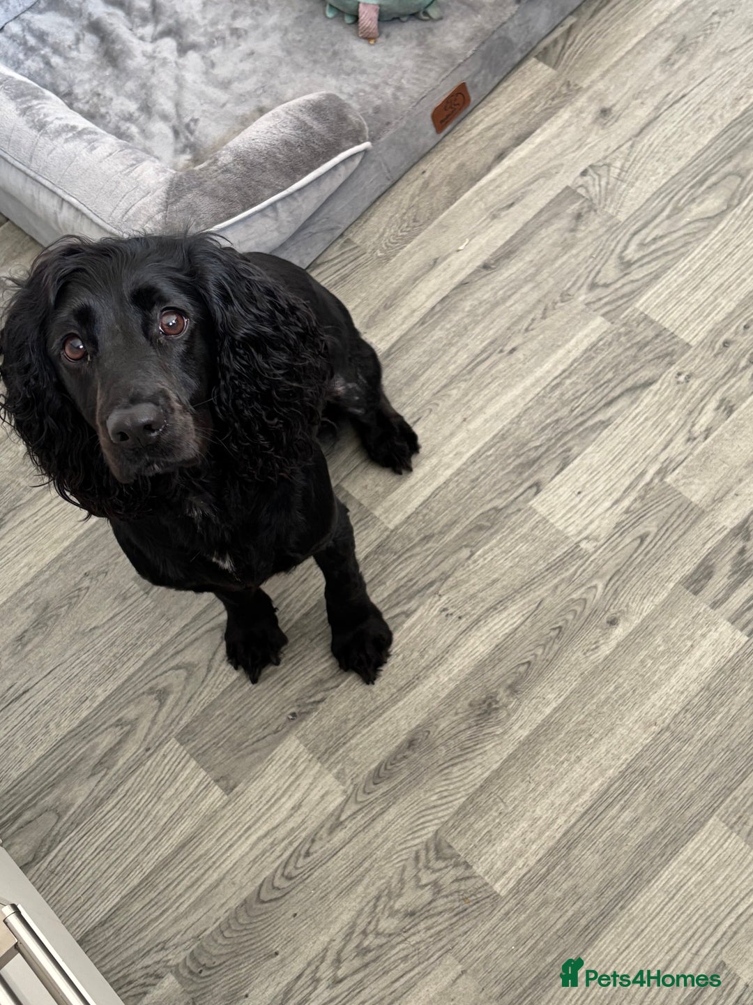 Cocker Spaniel dogs for sale: Cocker spaniel boys  - Advert 6