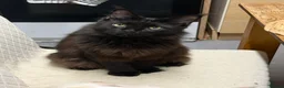 Maine Coon cats for sale: Stunning Lady Maine Coon  - Advert 6