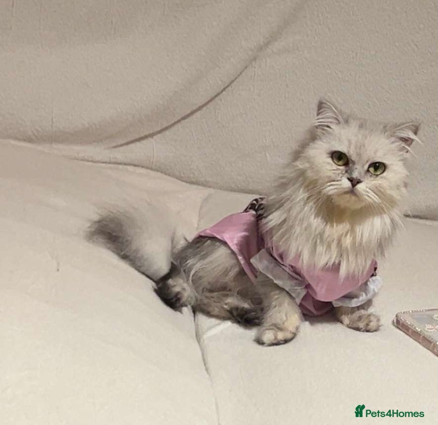 British Longhair cats British long hair kittens  - Advert 1