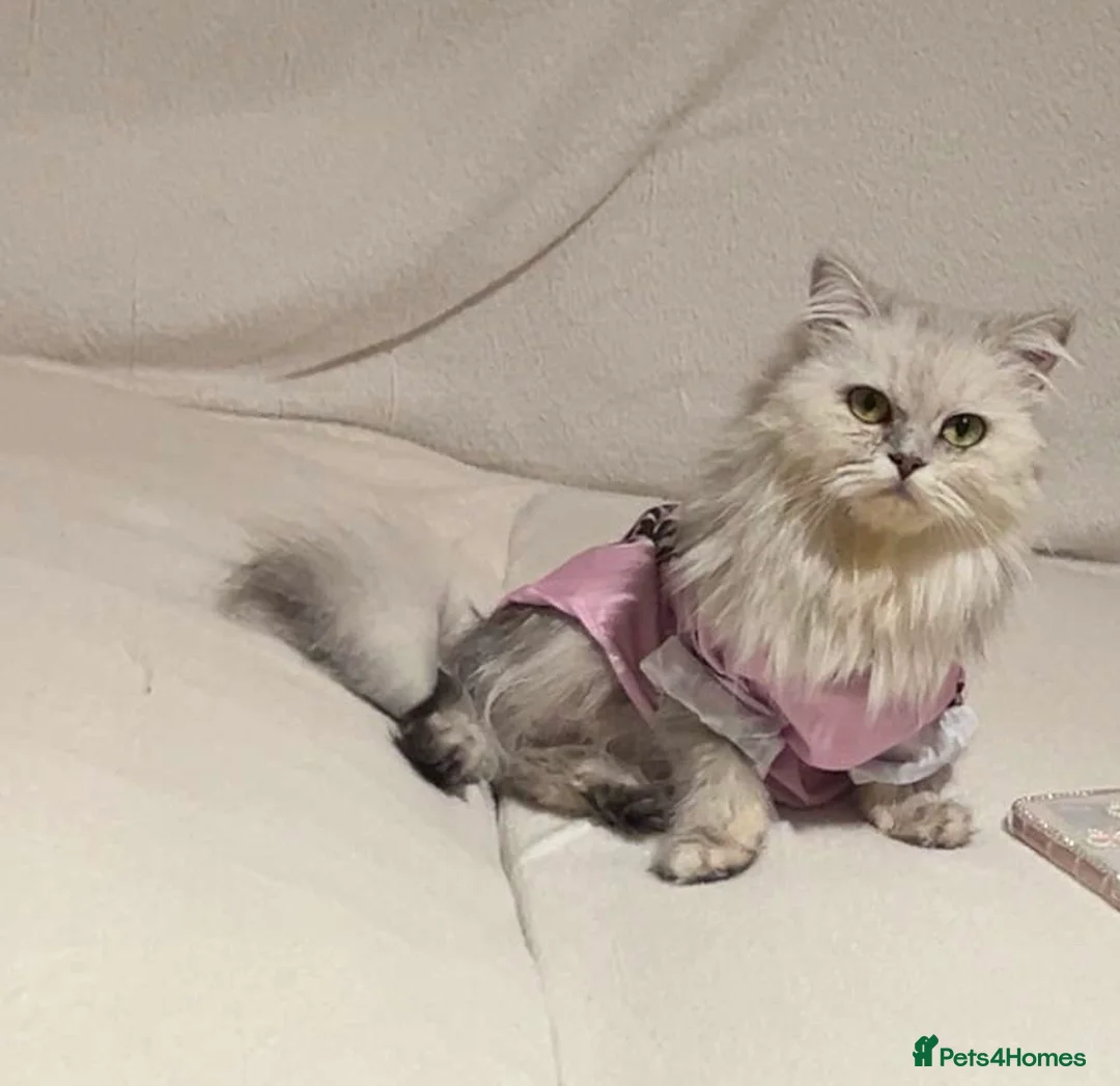 British Longhair cats for sale: British long hair kittens  - Advert 1