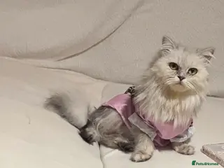 British Longhair cats British long hair kittens - Advert 1