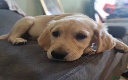 Golden Retriever dogs for sale: KC Registered Golden Retriever Puppies - Image 3