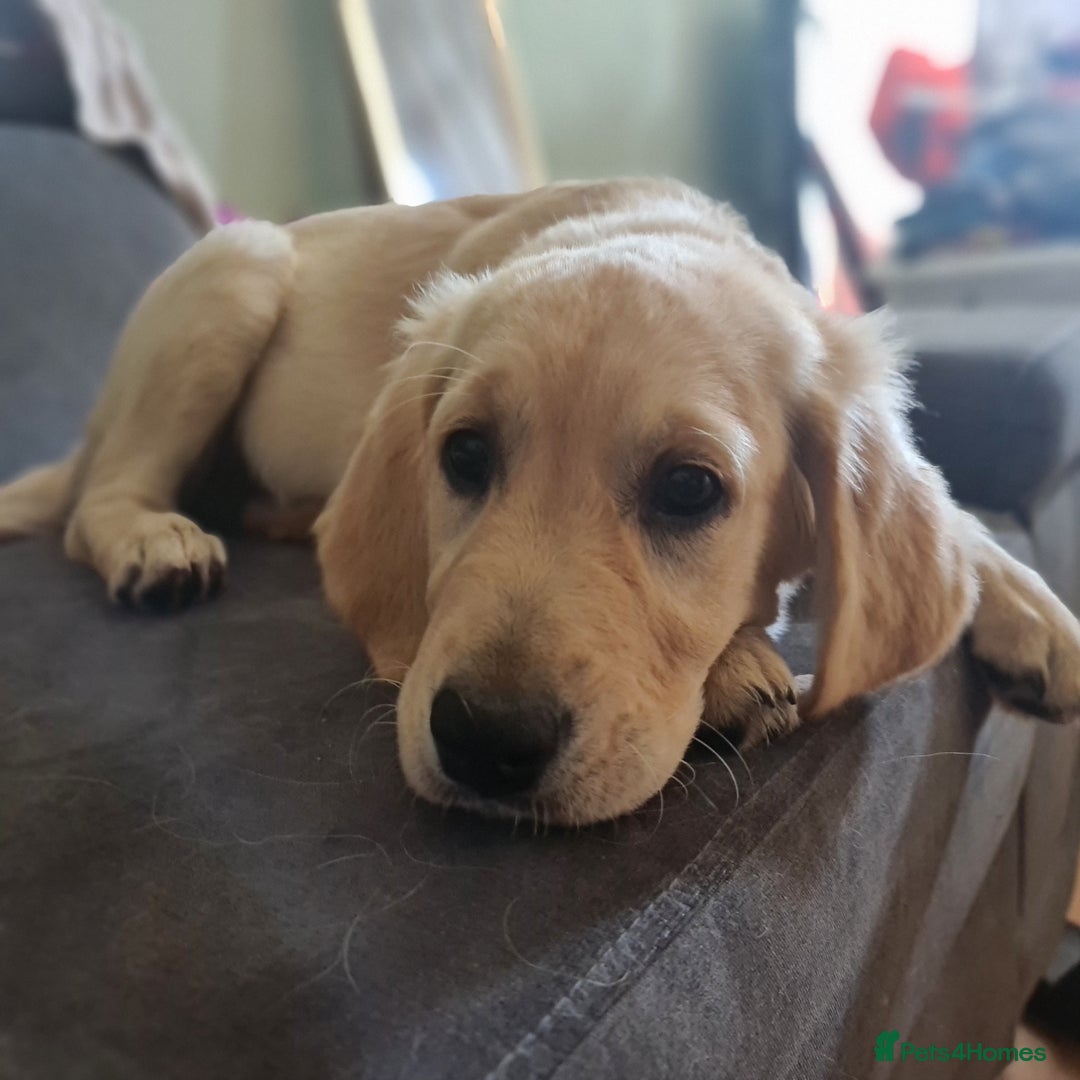 Golden Retriever dogs for sale: KC Registered Golden Retriever Puppies - Image 3