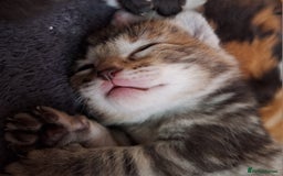 Domestic Shorthair cats for sale: ✨️ Beautiful 2 kittens 🩷🩵 Ready for homes now ✨️ - Image 5