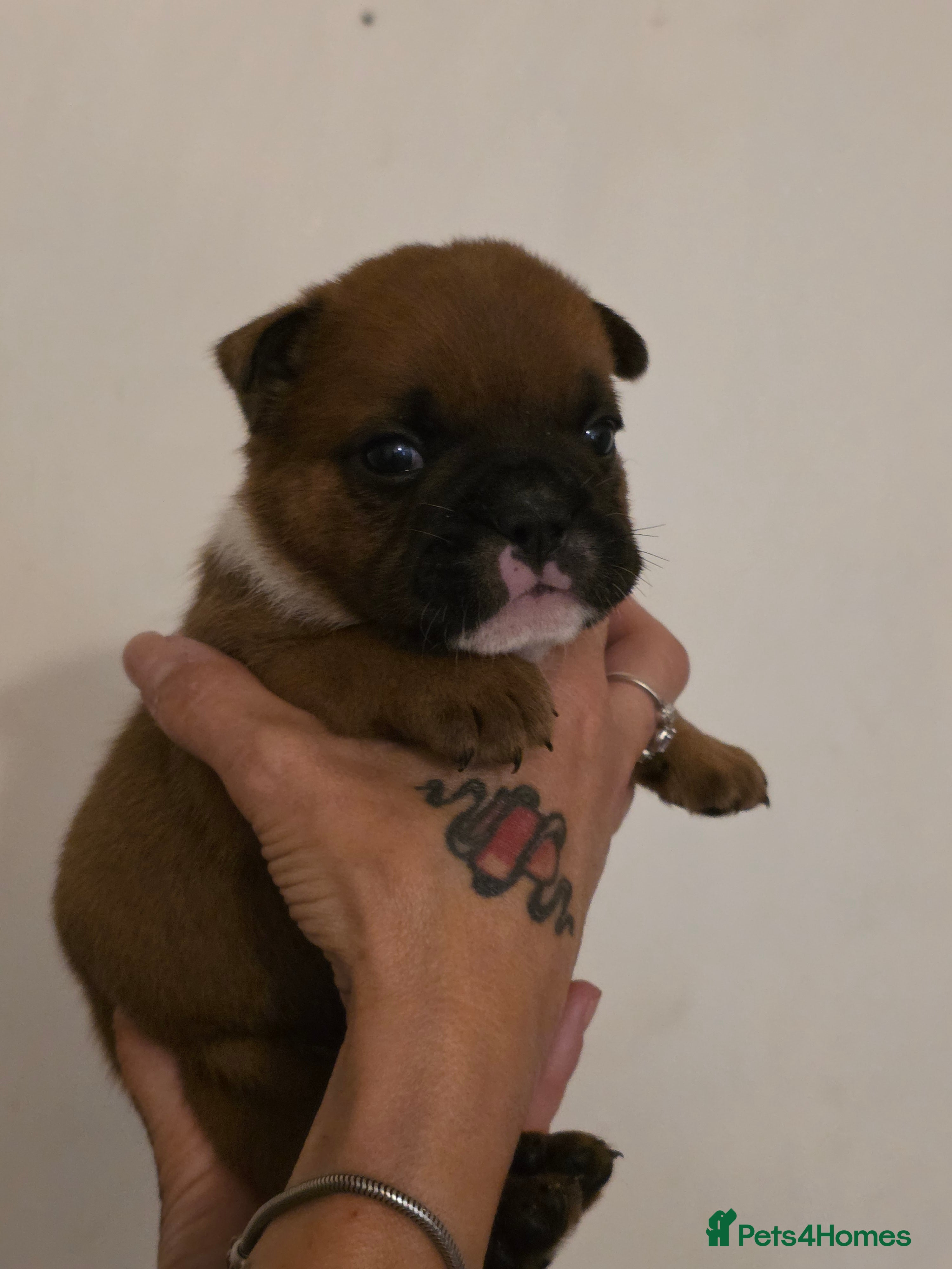 Mixed Breed dogs English Bull Chows - Advert 2