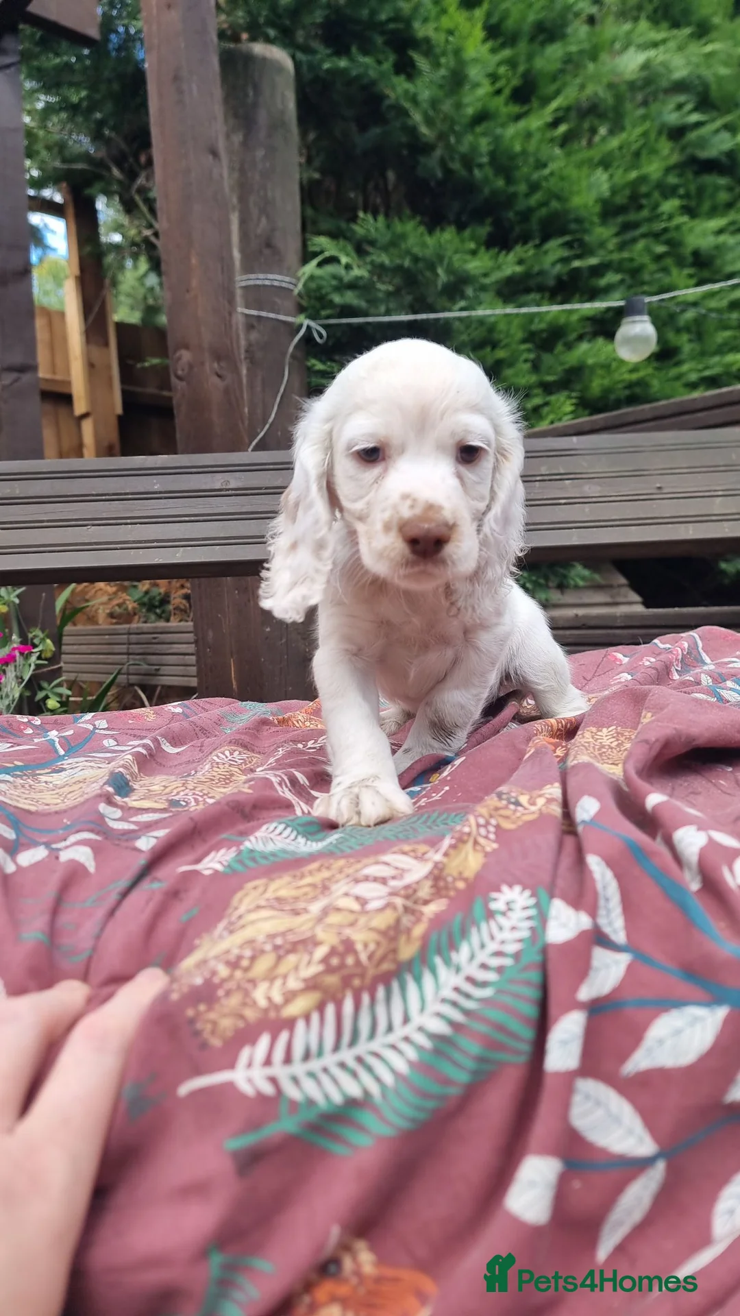 Cocker Spaniel dogs for sale: Working Cocker Spaniel Puppies  - Advert 7
